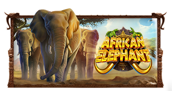 African Elephant